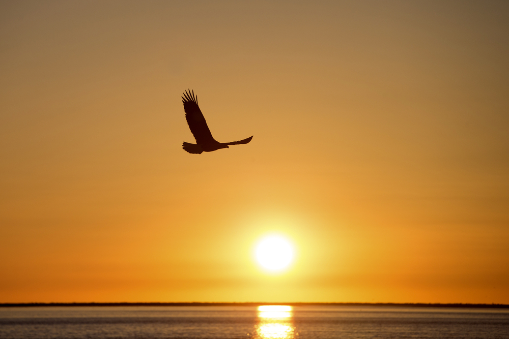 let the light in – a falcon…for no reason